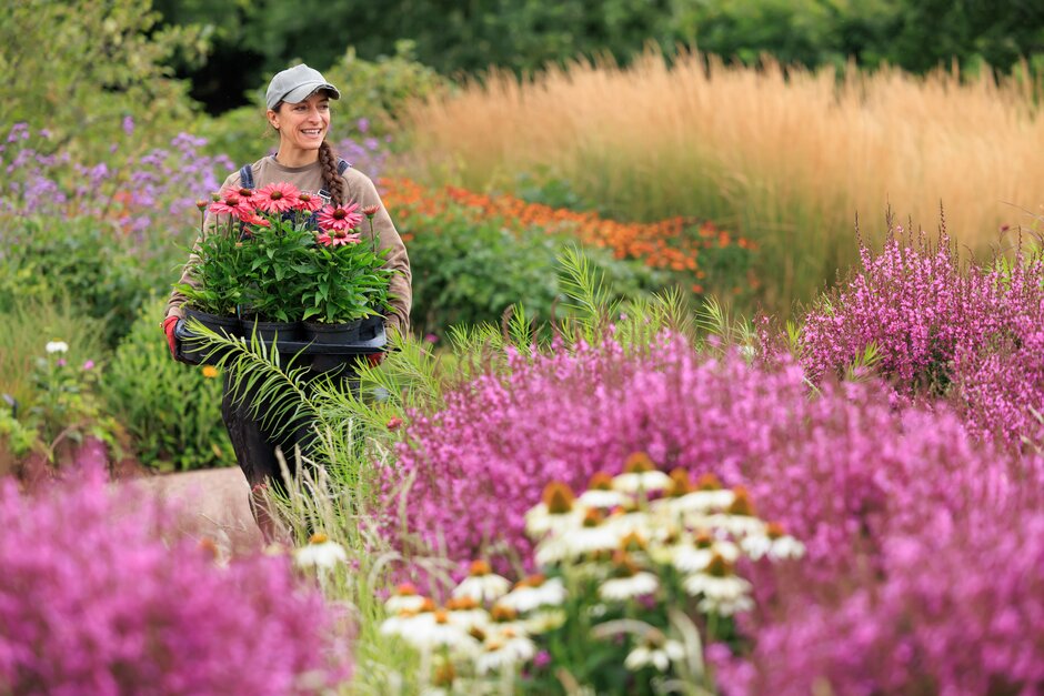 An RHS member of staff carrying a tray of flowers through a garden.