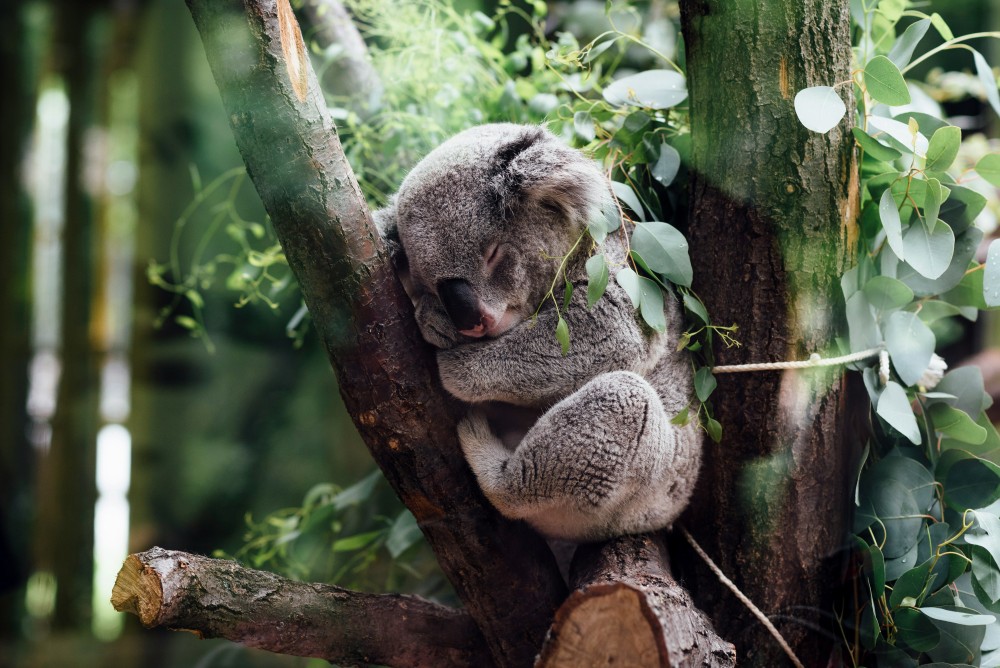 sleeping image edited A koala sleeping in a tree branch.