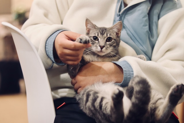 a vet holding a cat by the paw