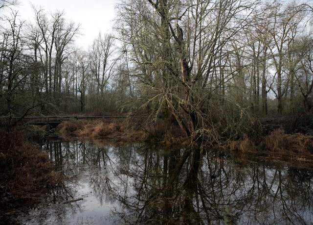 woodlands with a stream running through
